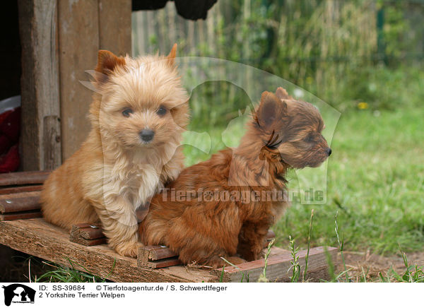 2 Yorkshire Terrier Welpen / 2 Yorkshire Terrier Puppies / SS-39684