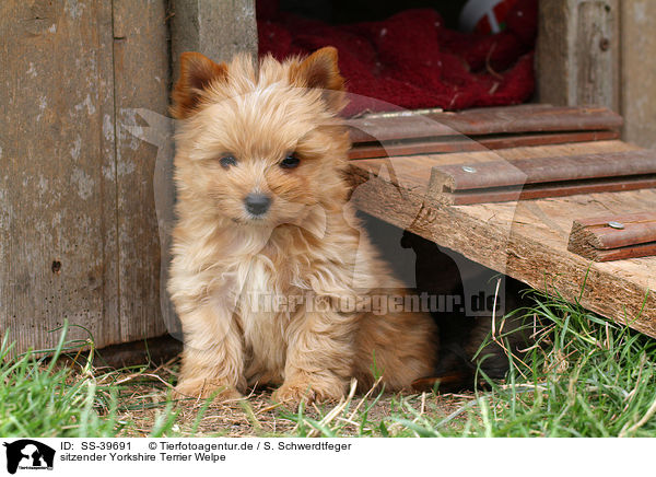 sitzender Yorkshire Terrier Welpe / sitting Yorkshire Terrier Puppy / SS-39691
