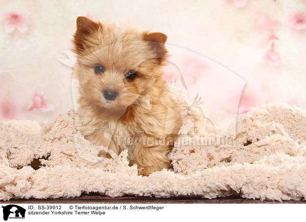 sitzender Yorkshire Terrier Welpe / SS-39912