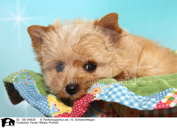Yorkshire Terrier Welpe Portrait / SS-39926
