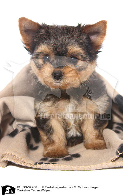 Yorkshire Terrier Welpe / Yorkshire Terrier Puppy / SS-39968