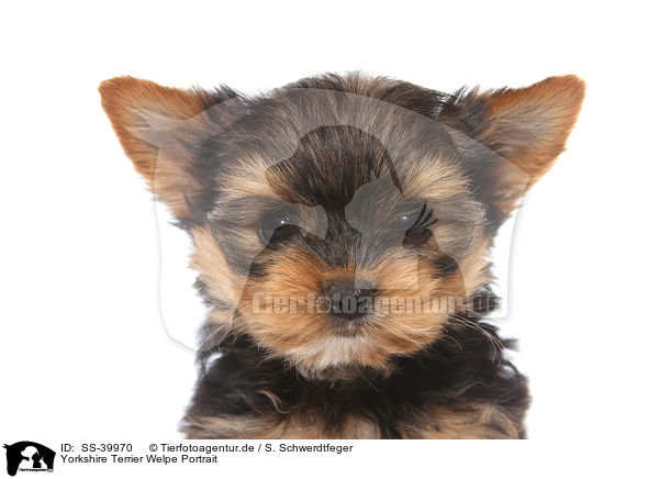 Yorkshire Terrier Welpe Portrait / Yorkshire Terrier Puppy Portrait / SS-39970