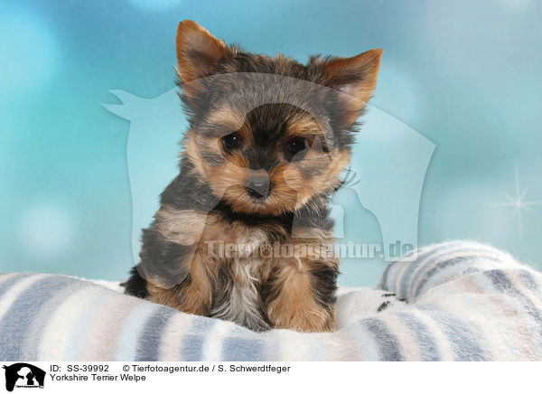 Yorkshire Terrier Welpe / Yorkshire Terrier Puppy / SS-39992