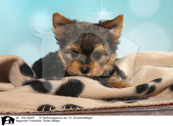 liegender Yorkshire Terrier Welpe / lying Yorkshire Terrier Puppy / SS-39997