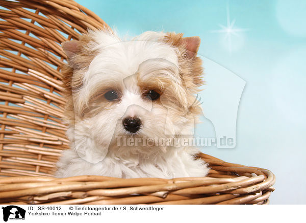 Yorkshire Terrier Welpe Portrait / Yorkshire Terrier Puppy Portrait / SS-40012