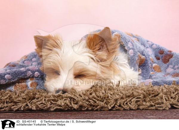 schlafender Yorkshire Terrier Welpe / sleeping Yorkshire Terrier Puppy / SS-40145