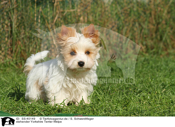 stehender Yorkshire Terrier Welpe / standing Yorkshire Terrier Puppy / SS-40149