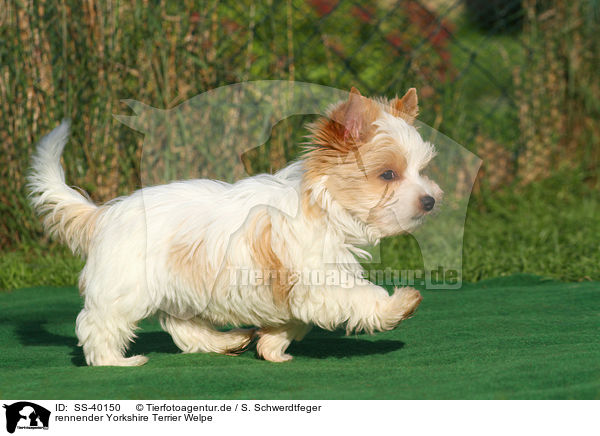 rennender Yorkshire Terrier Welpe / SS-40150