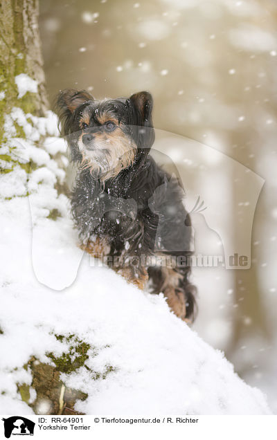 Yorkshire Terrier / RR-64901