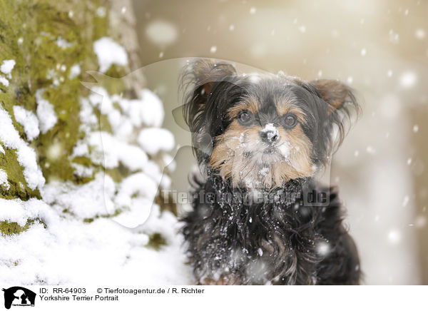 Yorkshire Terrier Portrait / Yorkshire Terrier Portrait / RR-64903