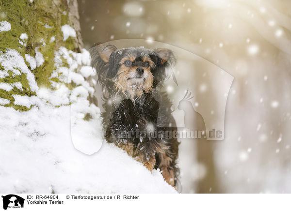 Yorkshire Terrier / Yorkshire Terrier / RR-64904