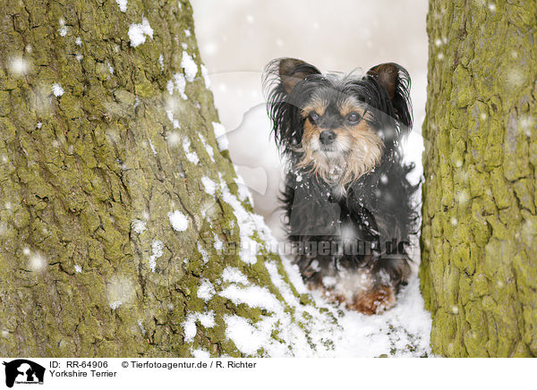 Yorkshire Terrier / Yorkshire Terrier / RR-64906