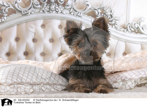 Yorkshire Terrier im Bett / Yorkshire Terrier in bed / SS-40400