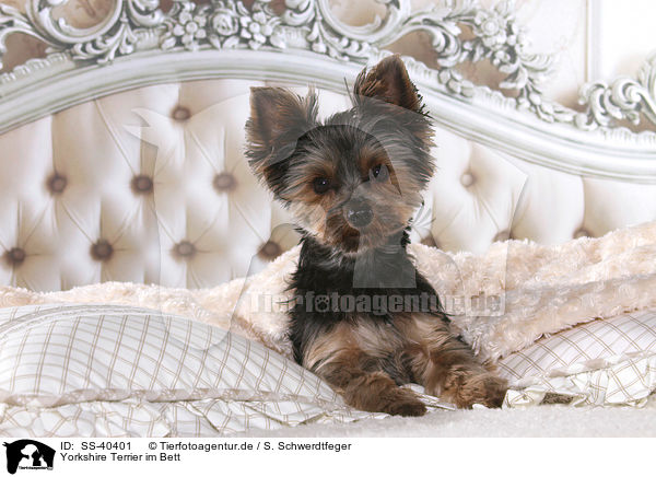 Yorkshire Terrier im Bett / Yorkshire Terrier in bed / SS-40401