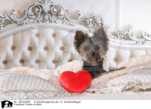 Yorkshire Terrier im Bett / Yorkshire Terrier in bed / SS-40405