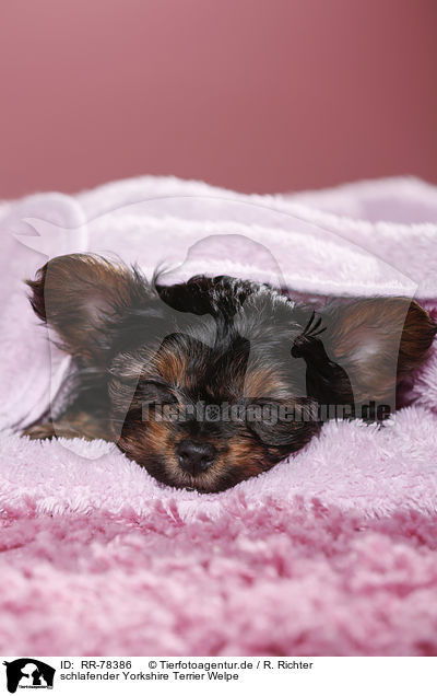 schlafender Yorkshire Terrier Welpe / sleeping Yorkshire Terrier Puppy / RR-78386