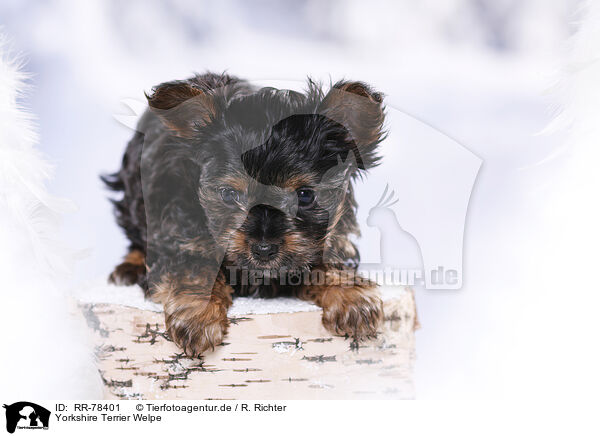 Yorkshire Terrier Welpe / Yorkshire Terrier Puppy / RR-78401