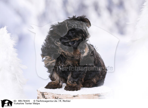 Yorkshire Terrier Welpe / Yorkshire Terrier Puppy / RR-78405