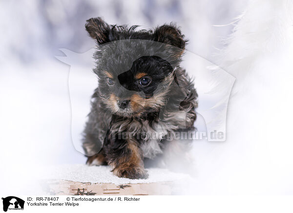 Yorkshire Terrier Welpe / Yorkshire Terrier Puppy / RR-78407