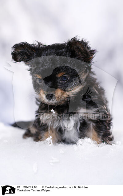 Yorkshire Terrier Welpe / Yorkshire Terrier Puppy / RR-78410