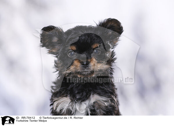 Yorkshire Terrier Welpe / Yorkshire Terrier Puppy / RR-78412