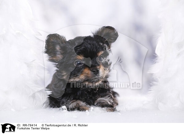 Yorkshire Terrier Welpe / Yorkshire Terrier Puppy / RR-78414