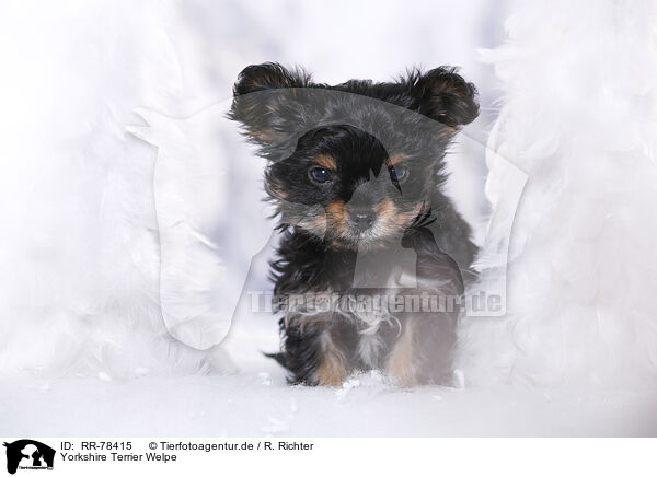 Yorkshire Terrier Welpe / Yorkshire Terrier Puppy / RR-78415