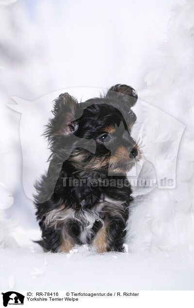Yorkshire Terrier Welpe / Yorkshire Terrier Puppy / RR-78416