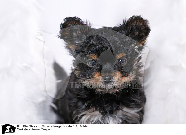 Yorkshire Terrier Welpe / Yorkshire Terrier Puppy / RR-78422