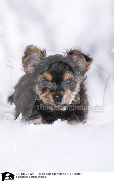 Yorkshire Terrier Welpe / Yorkshire Terrier Puppy / RR-78424