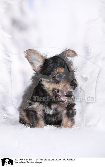 Yorkshire Terrier Welpe / Yorkshire Terrier Puppy / RR-78425
