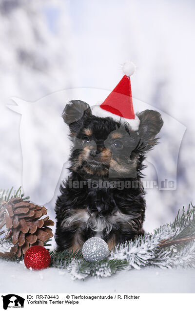 Yorkshire Terrier Welpe / Yorkshire Terrier Puppy / RR-78443