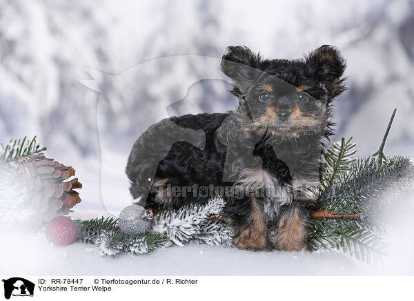 Yorkshire Terrier Welpe / Yorkshire Terrier Puppy / RR-78447