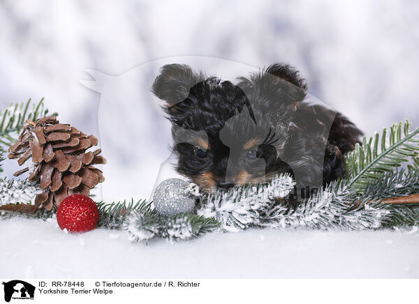 Yorkshire Terrier Welpe / Yorkshire Terrier Puppy / RR-78448
