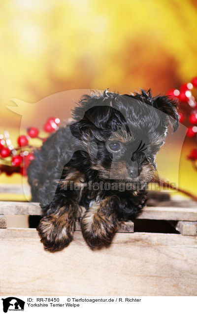 Yorkshire Terrier Welpe / Yorkshire Terrier Puppy / RR-78450