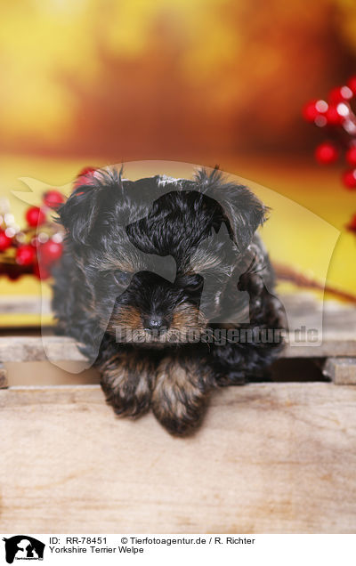 Yorkshire Terrier Welpe / Yorkshire Terrier Puppy / RR-78451