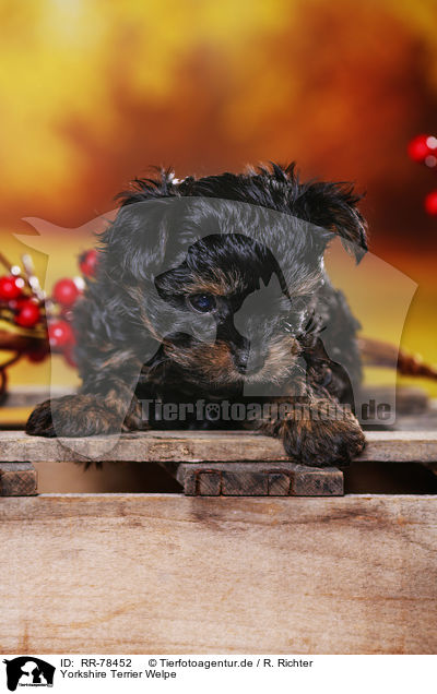 Yorkshire Terrier Welpe / Yorkshire Terrier Puppy / RR-78452