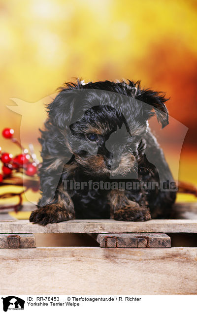 Yorkshire Terrier Welpe / Yorkshire Terrier Puppy / RR-78453