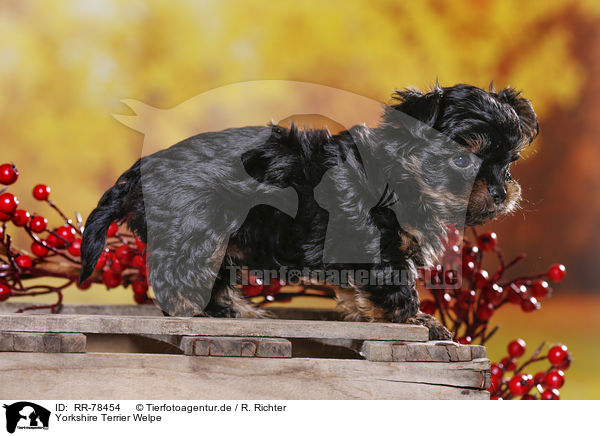 Yorkshire Terrier Welpe / Yorkshire Terrier Puppy / RR-78454
