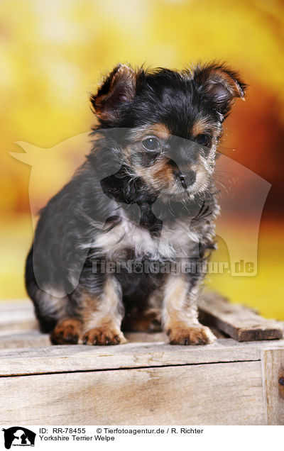 Yorkshire Terrier Welpe / Yorkshire Terrier Puppy / RR-78455