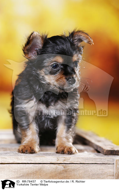 Yorkshire Terrier Welpe / Yorkshire Terrier Puppy / RR-78457