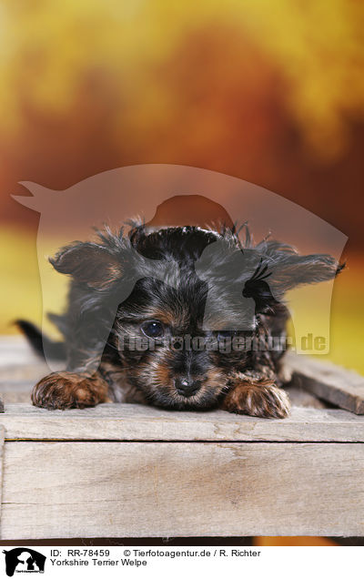 Yorkshire Terrier Welpe / Yorkshire Terrier Puppy / RR-78459