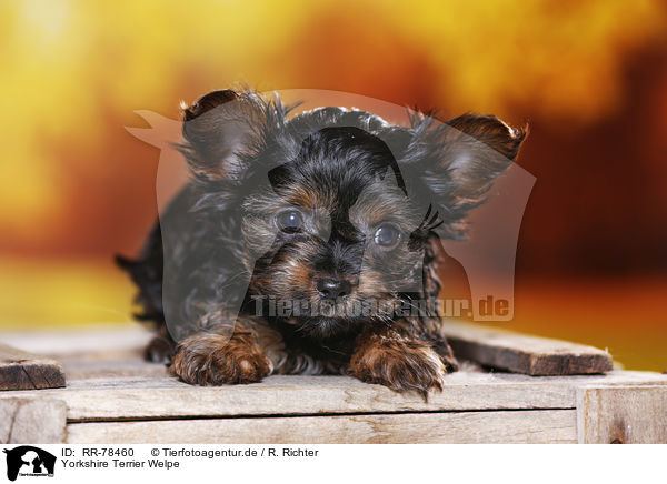 Yorkshire Terrier Welpe / Yorkshire Terrier Puppy / RR-78460