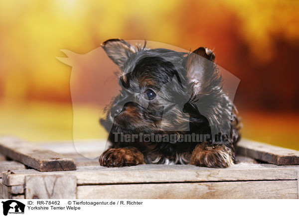 Yorkshire Terrier Welpe / Yorkshire Terrier Puppy / RR-78462