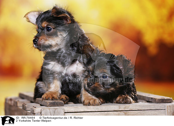 2 Yorkshire Terrier Welpen / 2 Yorkshire Terrier Puppies / RR-78464