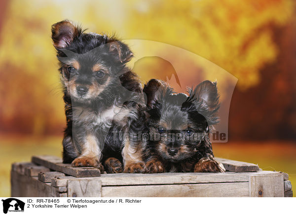 2 Yorkshire Terrier Welpen / 2 Yorkshire Terrier Puppies / RR-78465