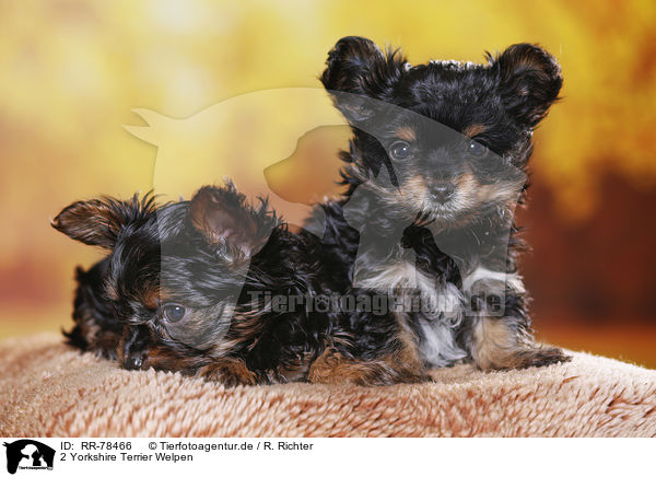 2 Yorkshire Terrier Welpen / 2 Yorkshire Terrier Puppies / RR-78466