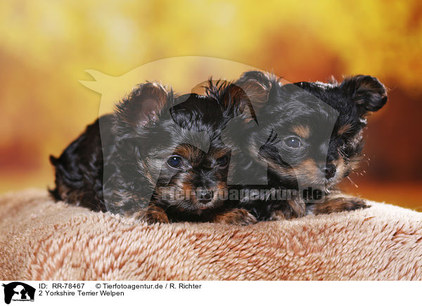 2 Yorkshire Terrier Welpen / 2 Yorkshire Terrier Puppies / RR-78467