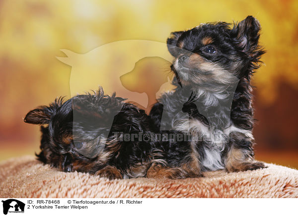 2 Yorkshire Terrier Welpen / 2 Yorkshire Terrier Puppies / RR-78468