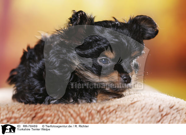 Yorkshire Terrier Welpe / Yorkshire Terrier Puppy / RR-78469
